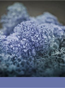 Hydra Aciano real material sample - cornflower-blue reindeer moss