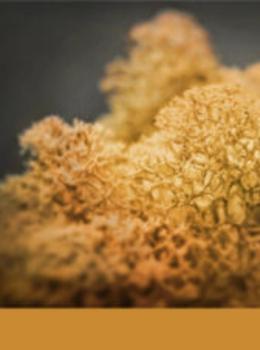 Hydra Ambra real material sample - amber-orange reindeer moss