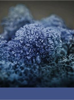 Hydra Azur real material sample - steel-blue reindeer moss