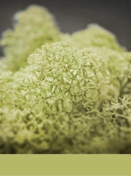 Hydra Balsam real material sample - pale sage-green reindeer moss