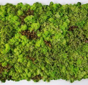 Hydra Certosa FS real material sample - chartreuse moss panel flecked with brown