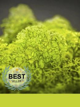 Hydra Certosa real material sample - bright chartreuse reindeer moss