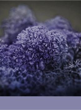 Hydra Ciruela real material sample - plum-violet reindeer moss