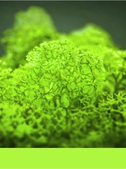 Hydra Erba real material sample - vivid lime-green reindeer moss