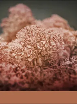 Hydra Lachs real material sample - salmon-pink reindeer moss