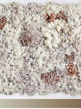 Hydra Nieve FS real material sample - white reindeer moss flecked with brown