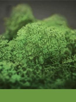 Hydra Thyme real material sample - mid-green reindeer moss